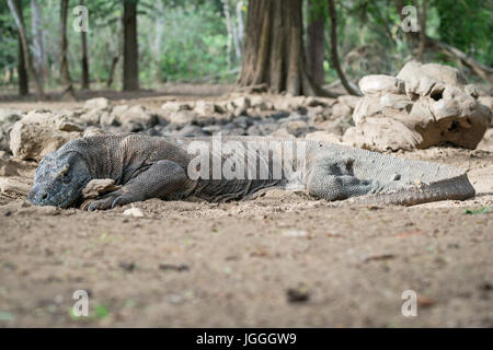 Parco Nazionale di Komodo, draghi Indonesia Foto Stock