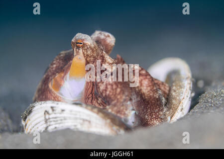 Il Cocco Octopus (Amphioctopus marginatus) nel Lembeh strait Foto Stock