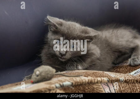 Un bel blu di Russia gattino gioca con un giocattolo mouse Foto Stock