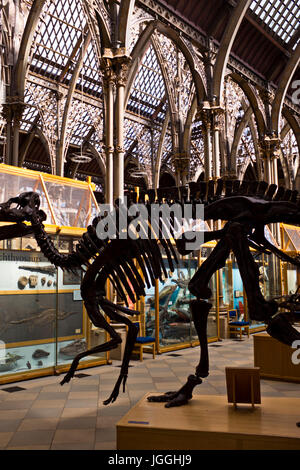 Oxford Museo di Storia Naturale,l'umanità,geologia, zoologia,Oxford,Grat Gran Bretagna Foto Stock