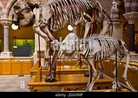 Oxford Museo di Storia Naturale,l'umanità,geologia, zoologia,Oxford,Grat Gran Bretagna Foto Stock