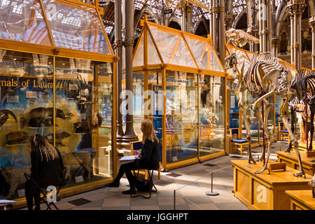 Oxford Museo di Storia Naturale,l'umanità,geologia, zoologia,Oxford,Grat Gran Bretagna Foto Stock