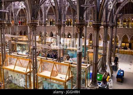 Oxford Museo di Storia Naturale,l'umanità,geologia, zoologia,Oxford,Grat Gran Bretagna Foto Stock