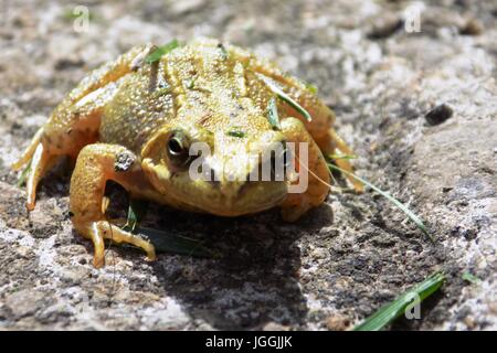 Piccolo giallo e marrone rana seduto su una pietra al sole. Foto Stock