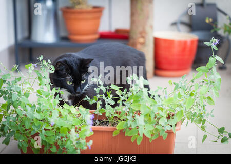 Close up dell'erba gatto mintor, verde erba gatta crescendo in un contenitore e gatto nero attorno a piedi Foto Stock