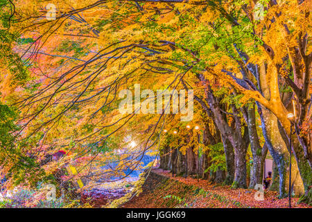 Maple corridoio vicino al Lago Kawaguchi e Mt. Fuji, Giappone durante l'autunno. Foto Stock