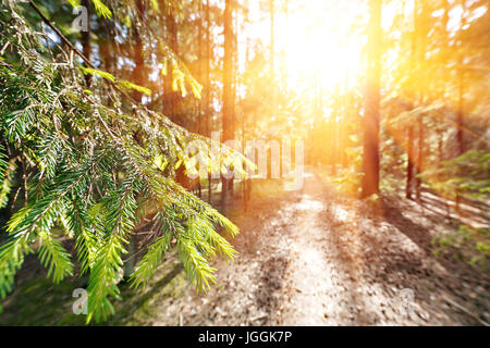 Rottura sole attraverso gli alberi di pino. elettivo di messa a fuoco in primo piano Foto Stock