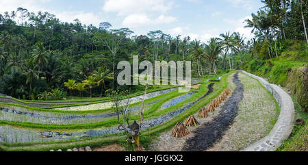 I campi di riso terrazzati, isola di Bali, Tampaksiring, Indonesia Foto Stock