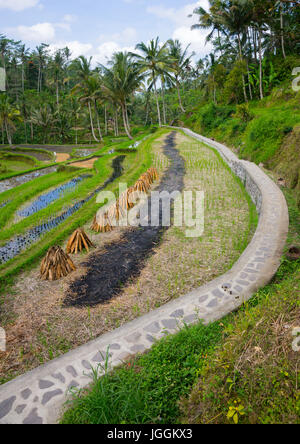 I campi di riso terrazzati, isola di Bali, Tampaksiring, Indonesia Foto Stock