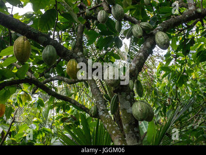 Piante di cacao con la frutticoltura, isola di Bali, Munduk, Indonesia Foto Stock