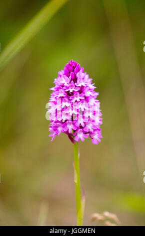 Una piramide Wild Orchid con sfondo sfocato trovati sulle dune di sabbia a Baia Daymer in Cornovaglia vicino alla costa, England, Regno Unito Foto Stock