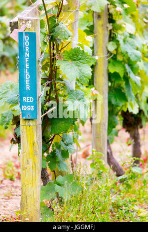 Lussureggianti vigneti che crescono in righe presso il rinomato e premiato Camel Valley vigna situata vicino a Bodmin in Inghilterra Foto Stock