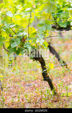 Lussureggianti vigneti che crescono in righe presso il rinomato e premiato Camel Valley vigna situata vicino a Bodmin in Inghilterra Foto Stock