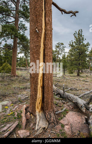 Sciopero di illuminazione danni, Ponderosa Pine (Pinus ponderosa), Flaming Gorge Recreation Area, Utah, Stati Uniti d'America da Bruce Montagne Foto Stock