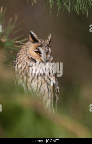 Gufo a lungo e leato; asio otus Single in Pine Tree UK Foto Stock