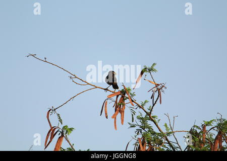 Sparrow in appoggio sui fili Foto Stock