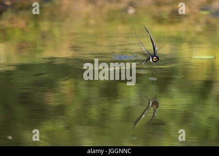 Swallow; Hirundo rustica Single al laghetto Cornwall, Regno Unito Foto Stock