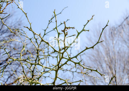 Thorn bush rami con picchi, chiudere fino all'aperto Foto Stock