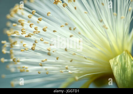 Dettaglio fiore di rasatura boccola albero nella regione tropicale Foto Stock