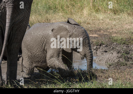 Terreni fangosi baby elephant, Lago Masek, Tanzania Foto Stock