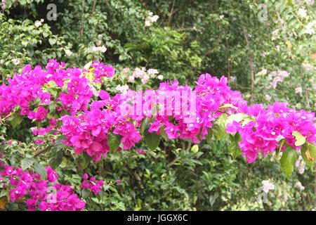 Centinodia fiori, 2016, Parco Ecológico Quedas do Rio Bonito, Lavras, Minas Gerais, Brasile. Foto Stock