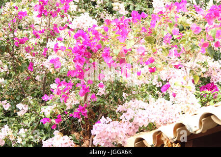 Centinodia fiori, 2016, Parco Ecológico Quedas do Rio Bonito, Lavras, Minas Gerais, Brasile. Foto Stock