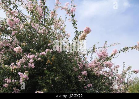 Centinodia fiori, 2016, Parco Ecológico Quedas do Rio Bonito, Lavras, Minas Gerais, Brasile. Foto Stock