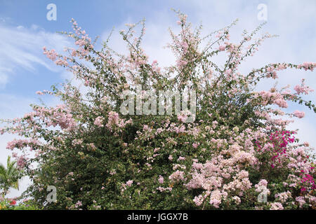 Centinodia fiori, 2016, Parco Ecológico Quedas do Rio Bonito, Lavras, Minas Gerais, Brasile. Foto Stock