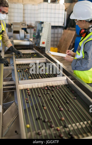 I tecnici esaminando le olive sul nastro trasportatore nella fabbrica di olio Foto Stock