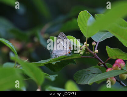 Viola Hairstreak Butterfly Quercusia quercus Foto Stock