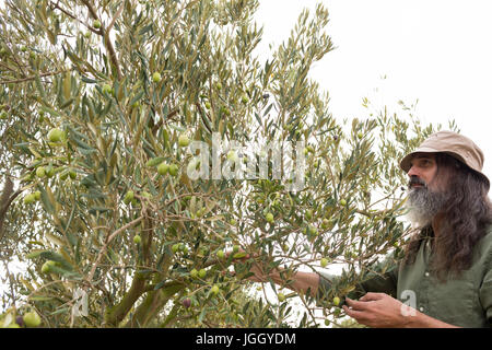 L'uomo osservando le olive sulla pianta in fattoria Foto Stock