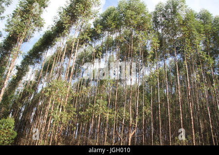 Area di rimboschimento, città, 2016 Luminárias, Minas Gerais, Brasile. Foto Stock