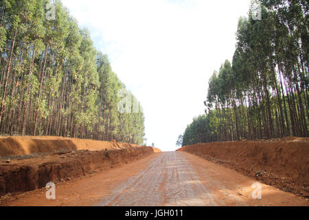 Strada sterrata, rimboschimento, città, 2016 Luminárias, Minas Gerais, Brasile. Foto Stock