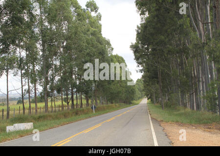 Nelle piantagioni di eucalipto, Autostrada Agnésio Carvalho de Souza, MG-335, 2016, Minas Gerais, Brasile. Foto Stock