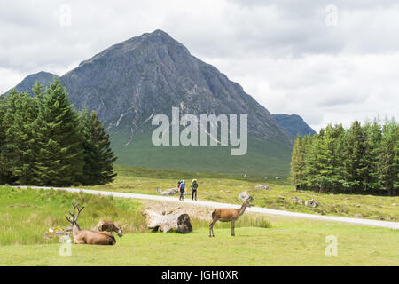 Le Highlands scozzesi - West Highland Way scuotipaglia e cervi rossi al di sotto del picco di Buachaille Etive Mor a Kings House Hotel, Glencoe, Scotland, Regno Unito Foto Stock