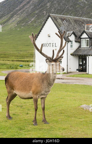 Hotel scozzese - Red Deer stag in piedi al di fuori del Kings House Hotel, Glencoe, Highland, Scotland, Regno Unito Foto Stock