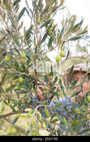 La donna la raccolta delle olive da albero in una giornata di sole Foto Stock