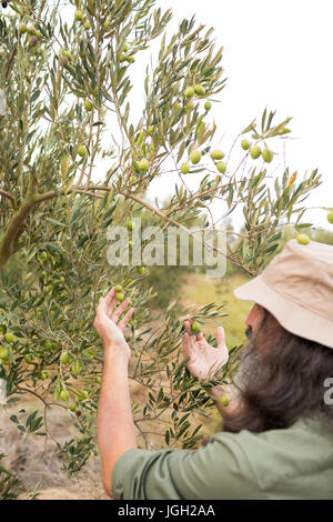 L'uomo osservando le olive sulla pianta in fattoria Foto Stock