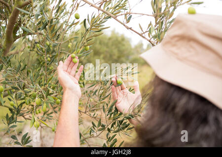 L'uomo osservando le olive sulla pianta in fattoria Foto Stock