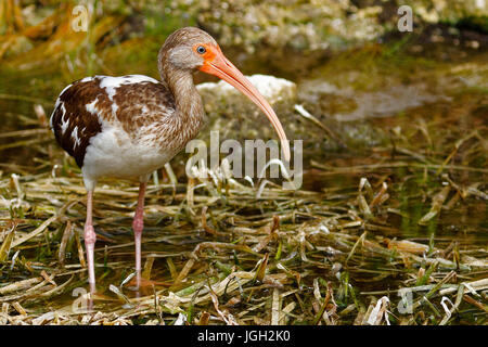 Giovani Ibis in Everglades della Florida Foto Stock