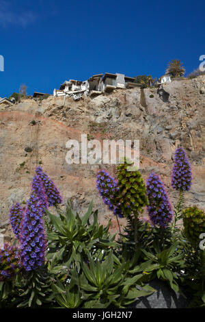 Echium fiori e clifftop house danneggiato dal terremoto, Sumner, Christchurch, Canterbury, Isola del Sud, Nuova Zelanda Foto Stock