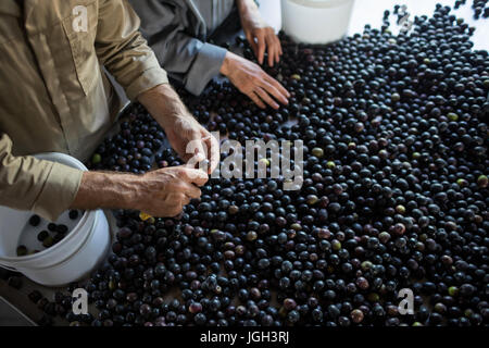 La sezione centrale dei lavoratori la verifica di un olive raccolte in fabbrica Foto Stock