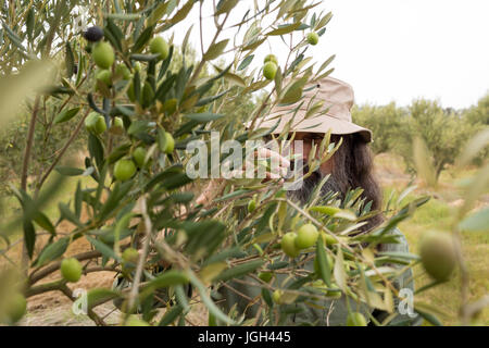 L'uomo osservando le olive sulla pianta in fattoria Foto Stock