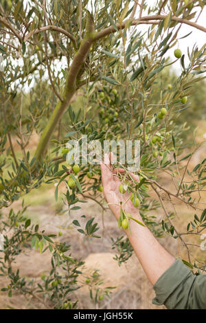 L'uomo osservando le olive sulla pianta in fattoria Foto Stock