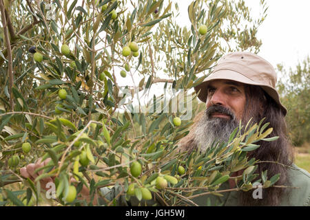 L'uomo osservando le olive sulla pianta in fattoria Foto Stock