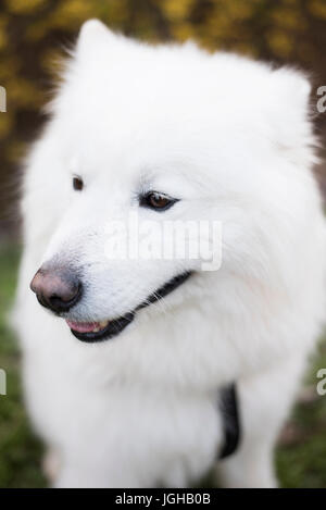 Bella bianca Samoiedo cane di razza seduta Foto Stock