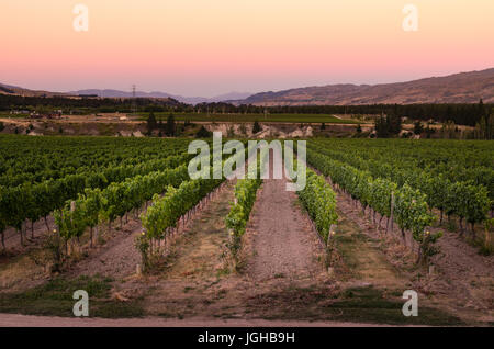 Filari di vite al tramonto in Bannockburn di Central Otago nell Isola del Sud della Nuova Zelanda Foto Stock