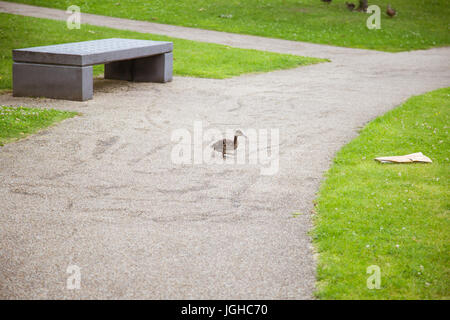 Bella anatre nel parco Foto Stock