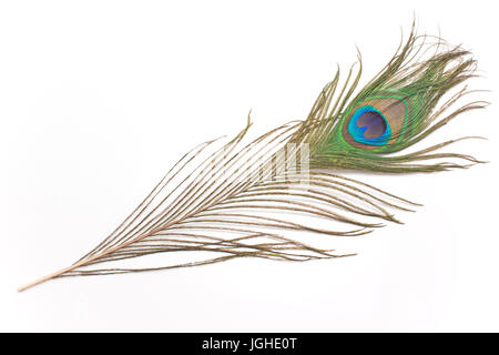 Peacock feather isolato su bianco Foto Stock