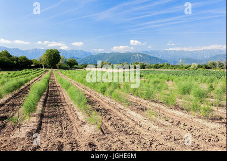 Piantagione di asparagi. Vista panoramica con campo di asparagi,mountauns, Cielo e nubi. Paesaggio agricolo. Foto Stock